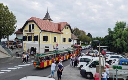 Zaključena trinajsta trgatev potomke najstarejše trte na Zavrhu 1